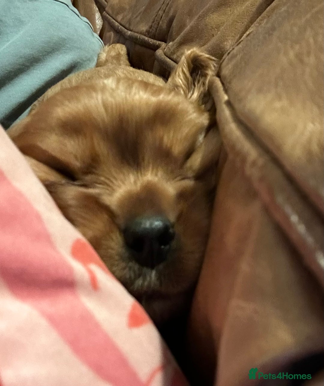 Cavalier King Charles Spaniel dogs for sale: Kc Cavalier King Charles Spaniel pups DNA tested  - Image 11