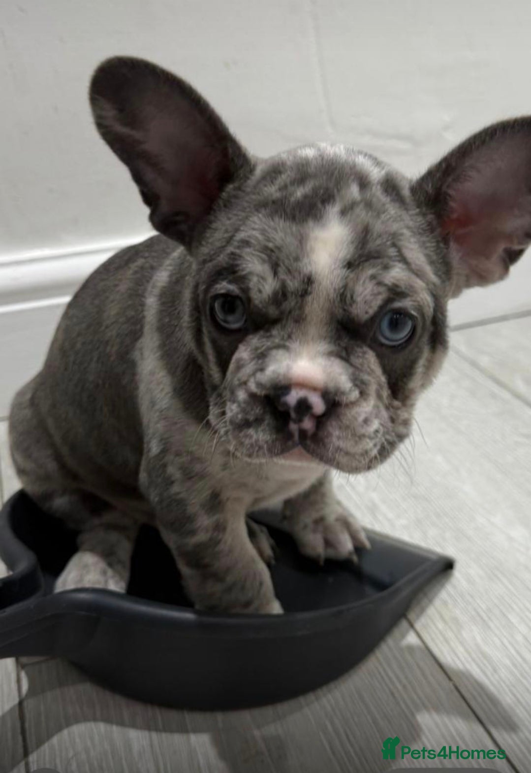 French Bulldog dogs Last boy left ready to leave 6th Jan Bulldog Pups  - Advert 13
