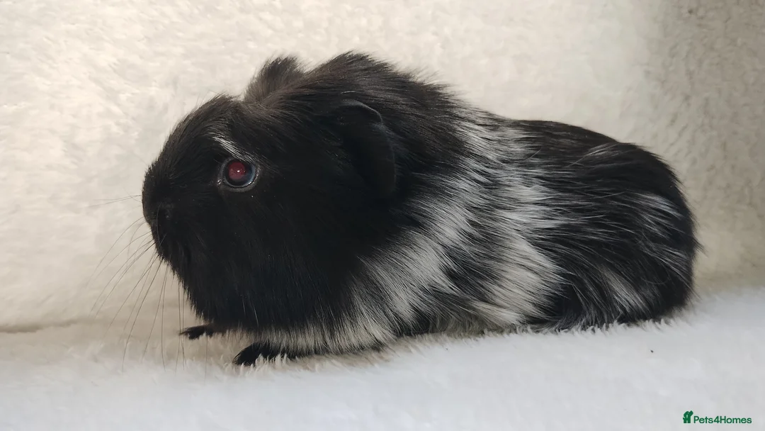 Guinea Pig rodents for sale: Baby cornet sisters guinea pig delivery available - Advert 9