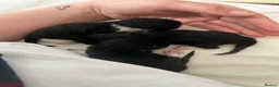 Mixed Breed cats for sale: 2 beautiful kittens for sale  - Advert 13