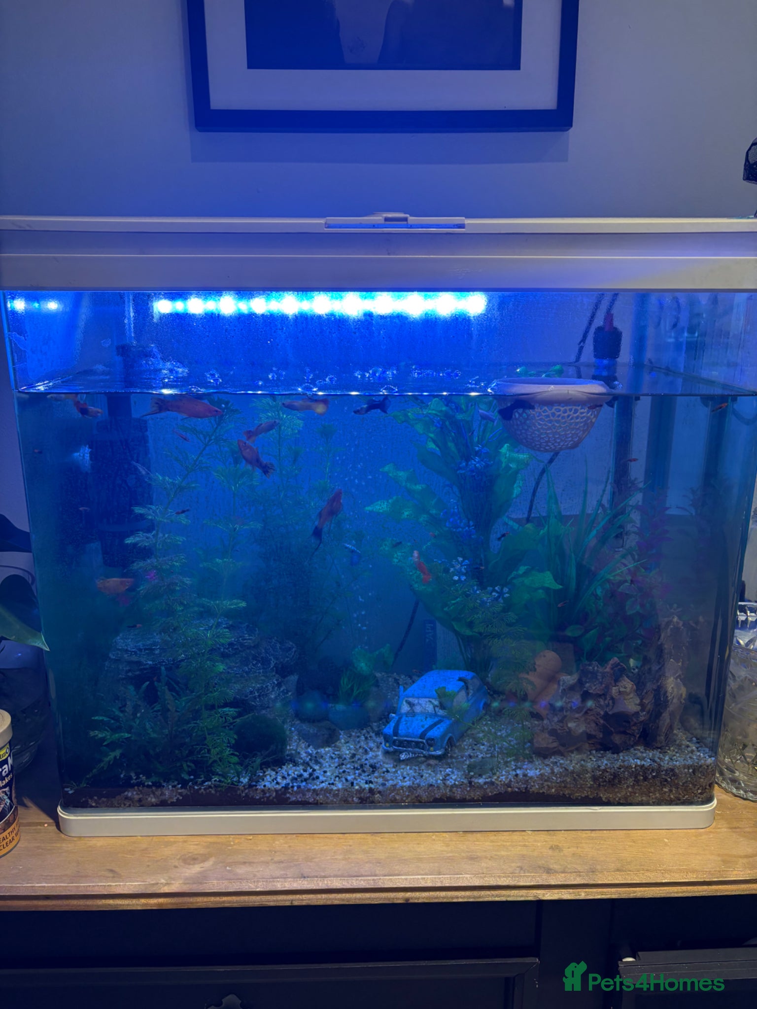Other/Mixed Breed fish for sale: Fish and tank set up  - Advert 1