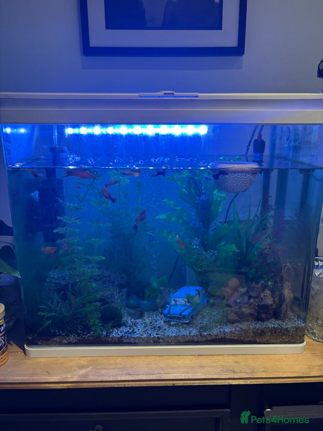 Other/Mixed Breed fish for sale: Fish and tank set up  - Advert 1