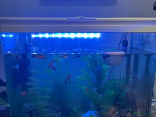 Other/Mixed Breed fish for sale: Fish and tank set up - Advert 2