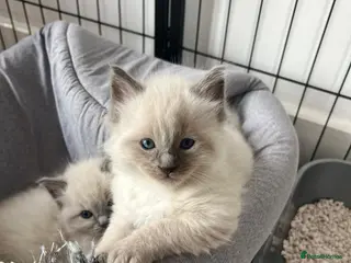 Ragdoll cats Bluepoint Ragdoll Female Kitten - Advert 5