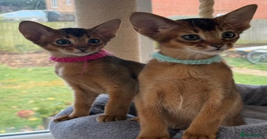 Abyssinian cats - Advert 2