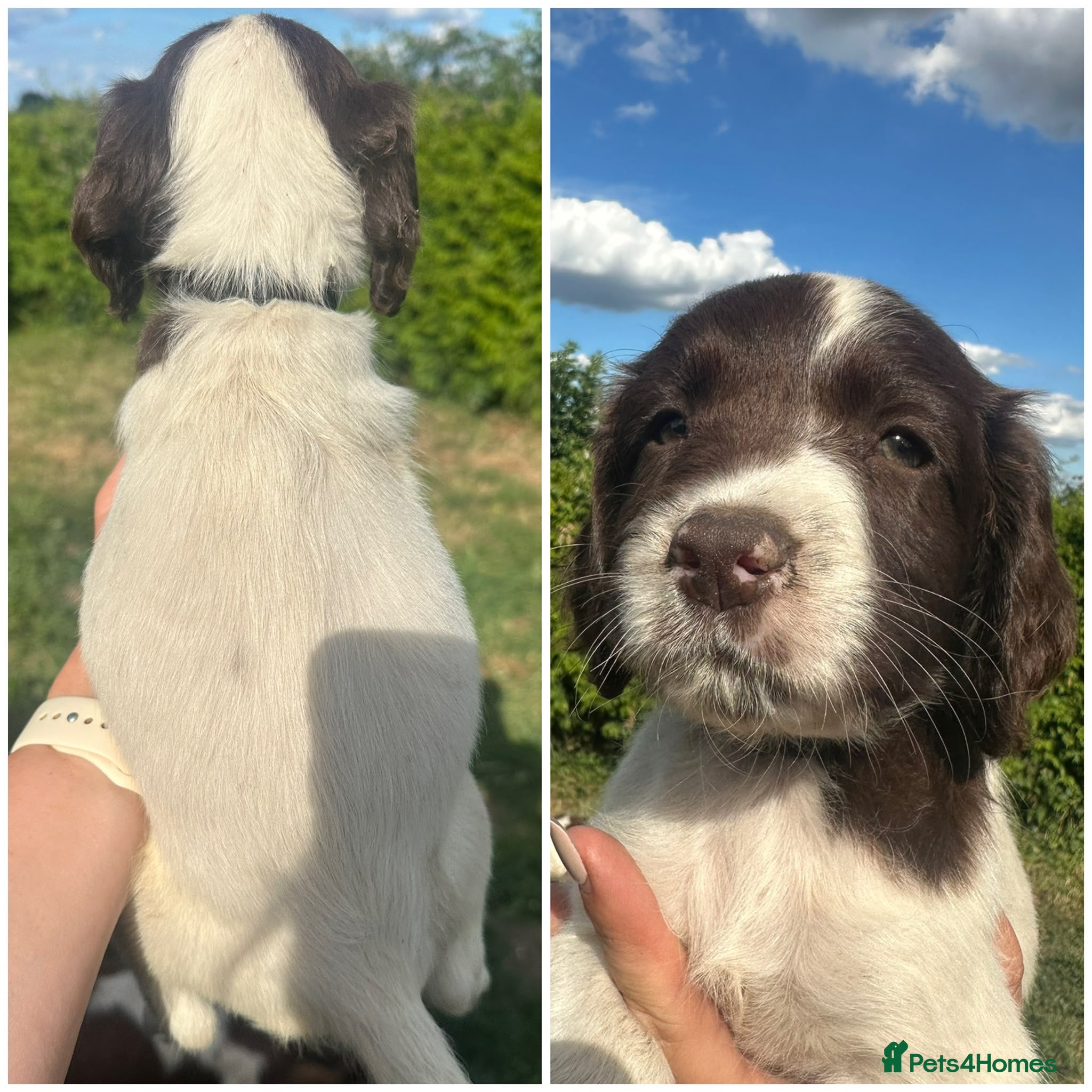 English Springer Spaniel dogs KC registered 1 L&W boy springer pup left - Advert 9