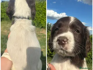 English Springer Spaniel dogs KC registered 1 L&W boy springer pup left - Advert 1