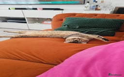 British Shorthair cats for sale: Golden British shorthairs  - Image 16