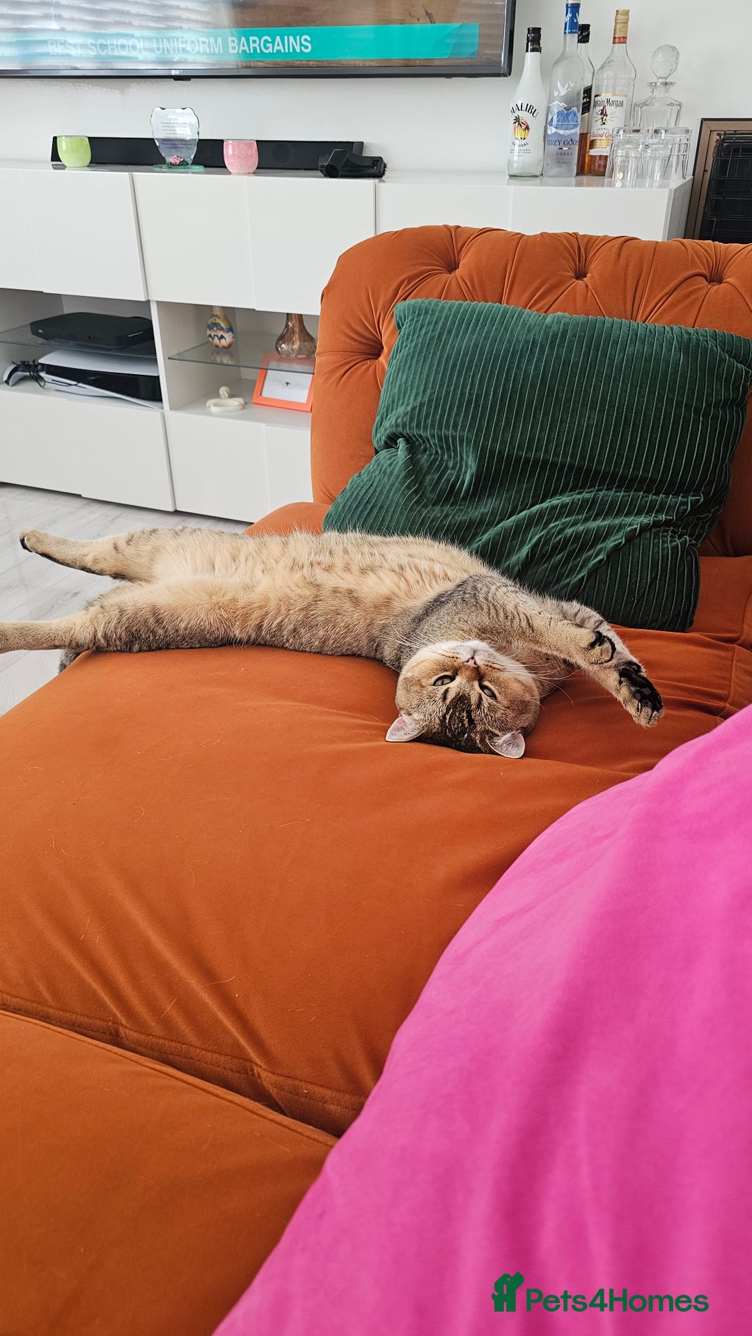 British Shorthair cats for sale: Golden British shorthairs  - Image 16