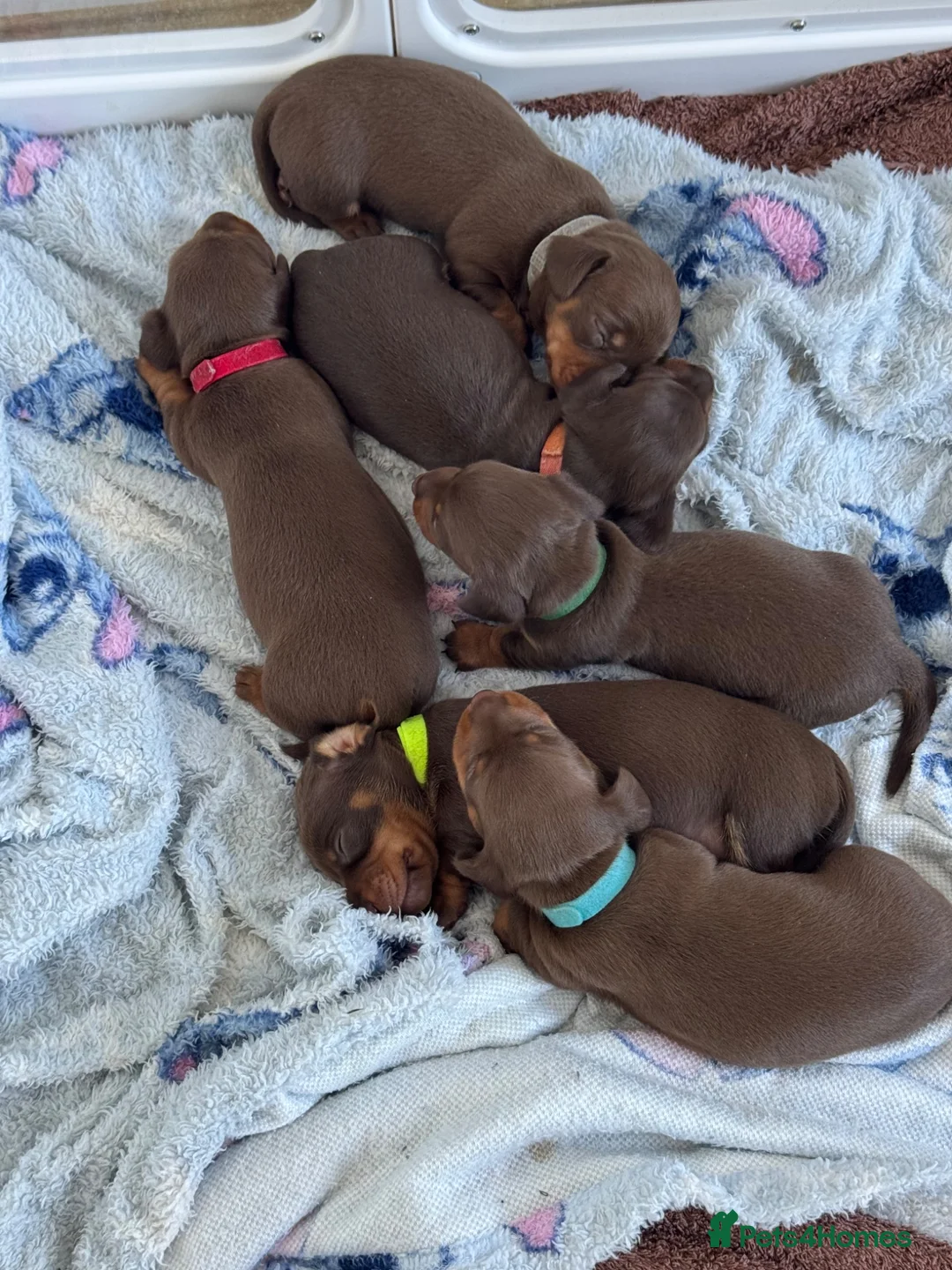 Dachshund dogs for sale: Dachshund puppies - Advert 2