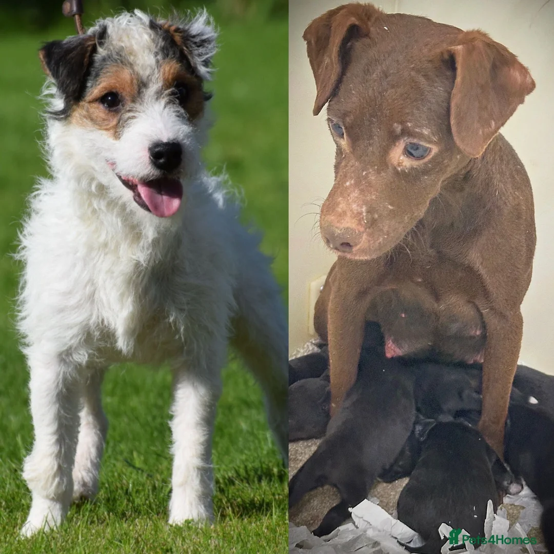 Mixed Breed dogs for sale: 5 star licensed breeder - Advert 2