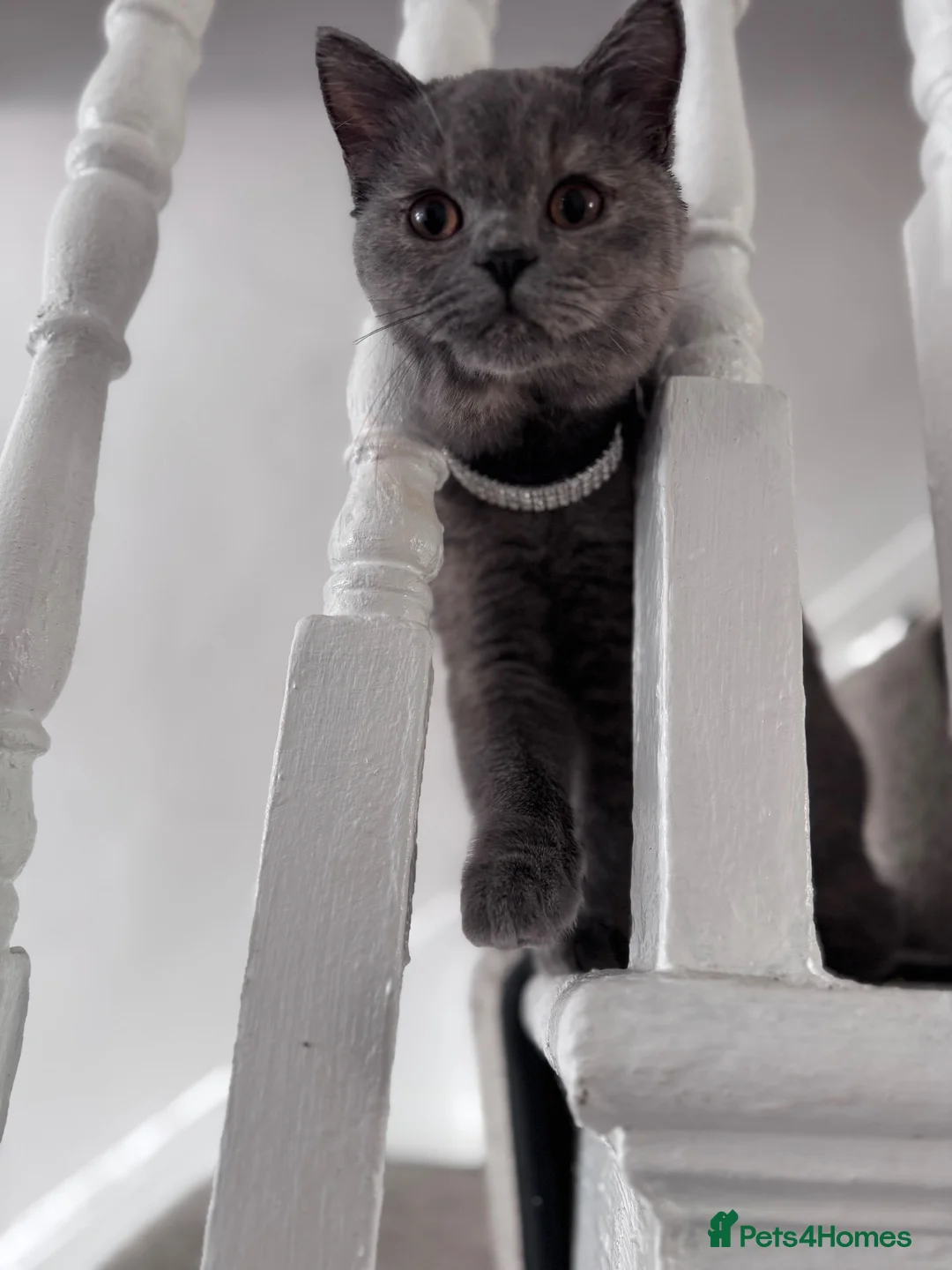 British Shorthair cats for sale: Pedigree British Shorthair Female – Layla - Advert 10