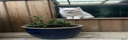 Persian cats for sale: Beautiful Persian for sale  - Advert 2