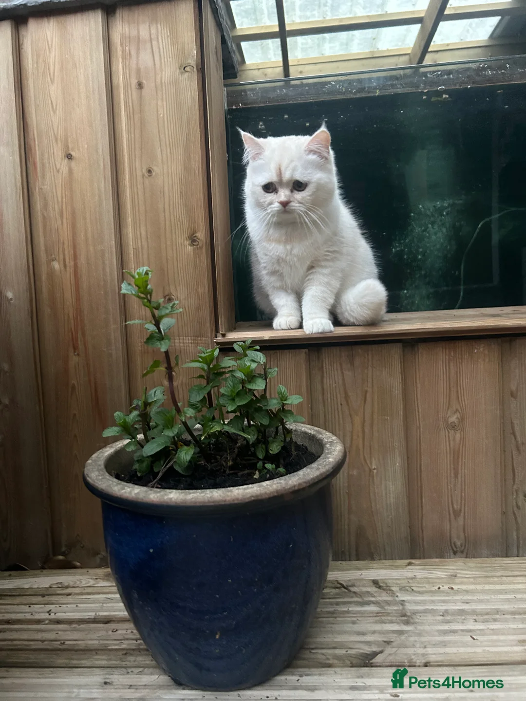 Persian cats for sale: Beautiful Persian for sale  - Advert 2