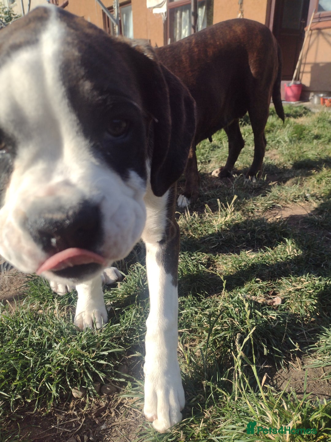 Boxer dogs for sale: Boxer broders  - Image 4