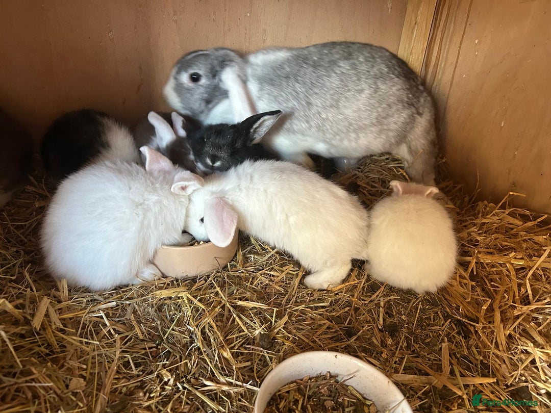 Mini Lop rabbits for sale: Beautiful mini lop bunnies  - Advert 5