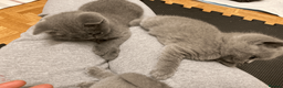 British Shorthair cats for sale: British Shorthair Blue Kittens – (2 boys, 2 girls) - Advert 4