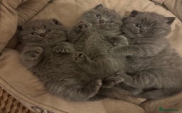 British Shorthair cats for sale: British Shorthair Blue 3 Girls GCCF registered  - Image 1