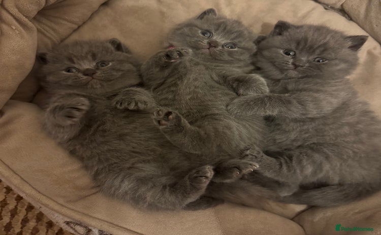 British Shorthair cats for sale - Advert 1