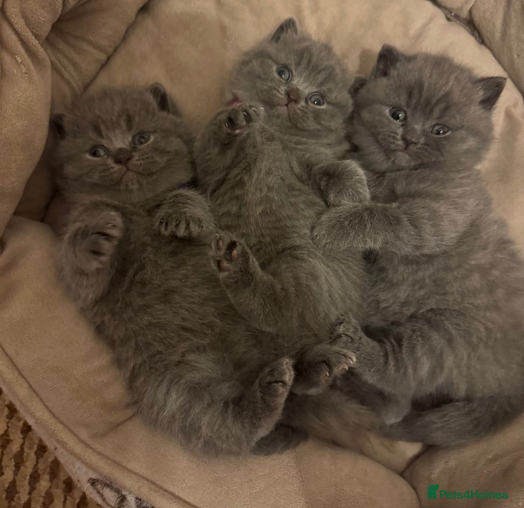 British Shorthair cats for sale: British Shorthair Blue 3 Girls GCCF registered  - Image 1