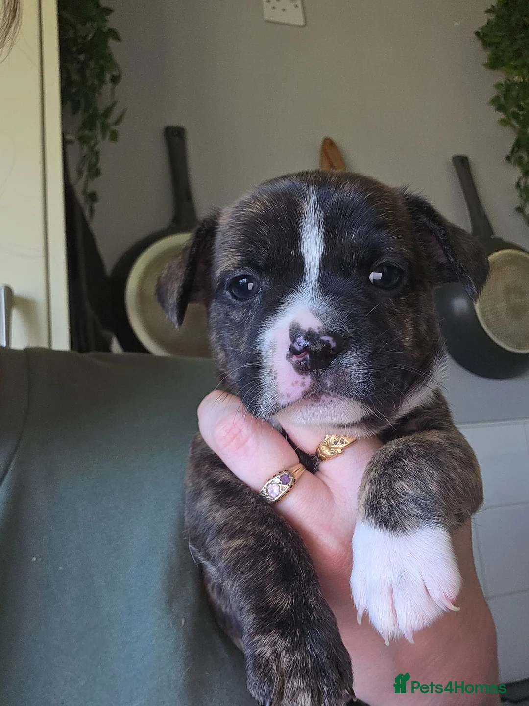 Mixed Breed dogs for sale: Frenchie cross puppies  in Much Wenlock - Advert 4