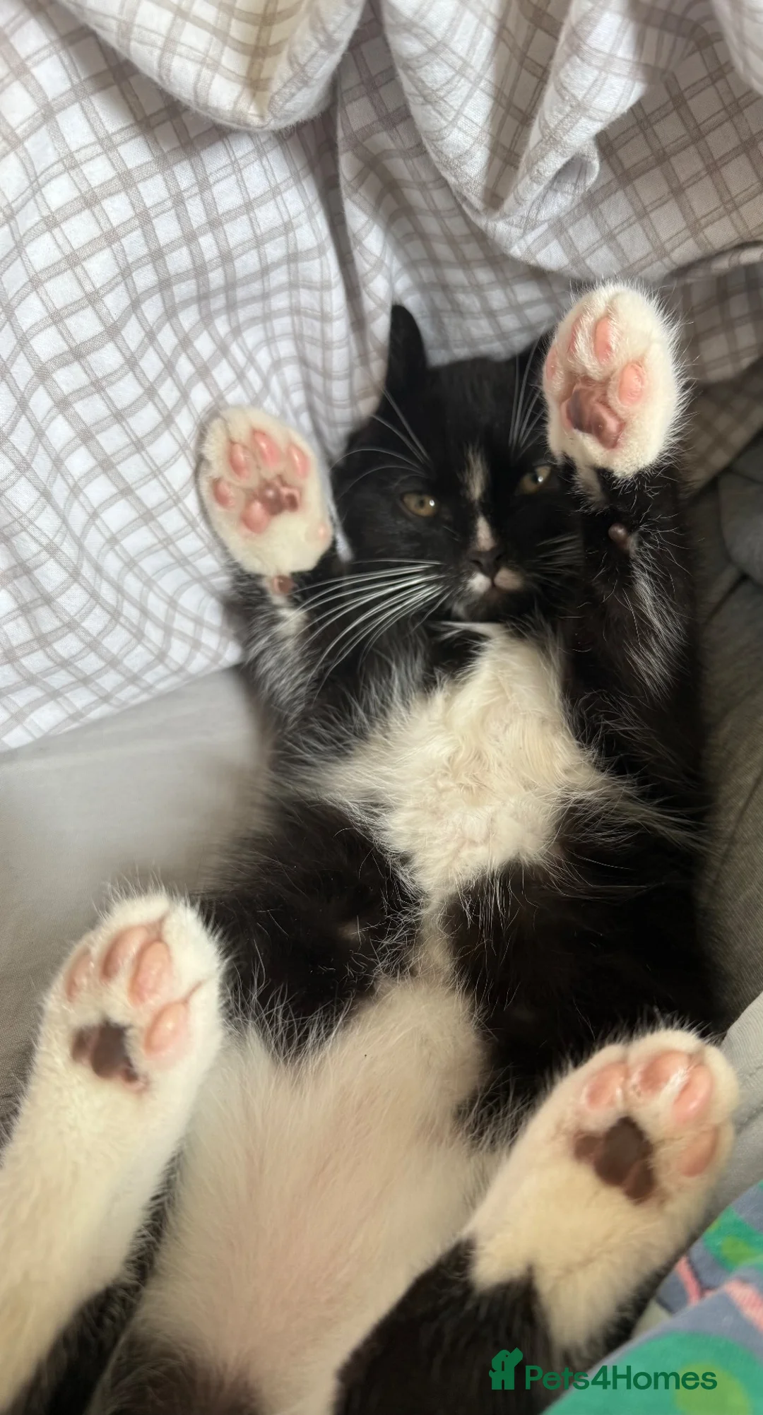 Mixed Breed cats for sale: LOVING TUXEDO - Advert 6