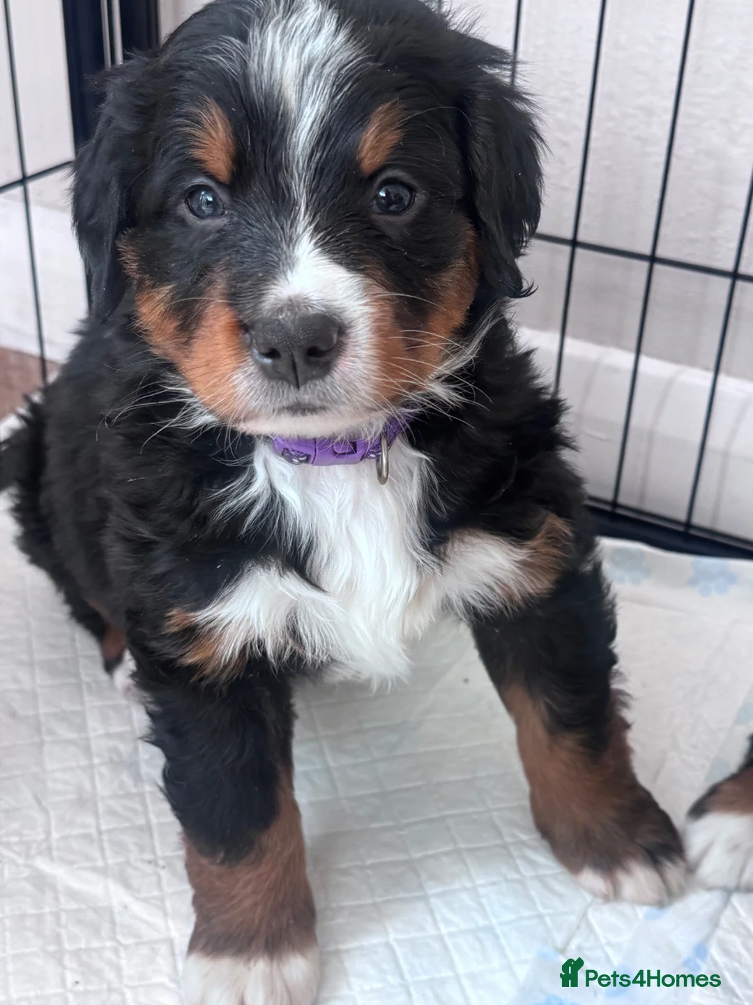 Bernese Mountain Dog dogs for sale: Male Bernese mountain dog puppy  in Doncaster - Advert 3