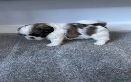 Shih Tzu dogs for sale: 5 gorgeous Shih Tzu puppies - Image 7