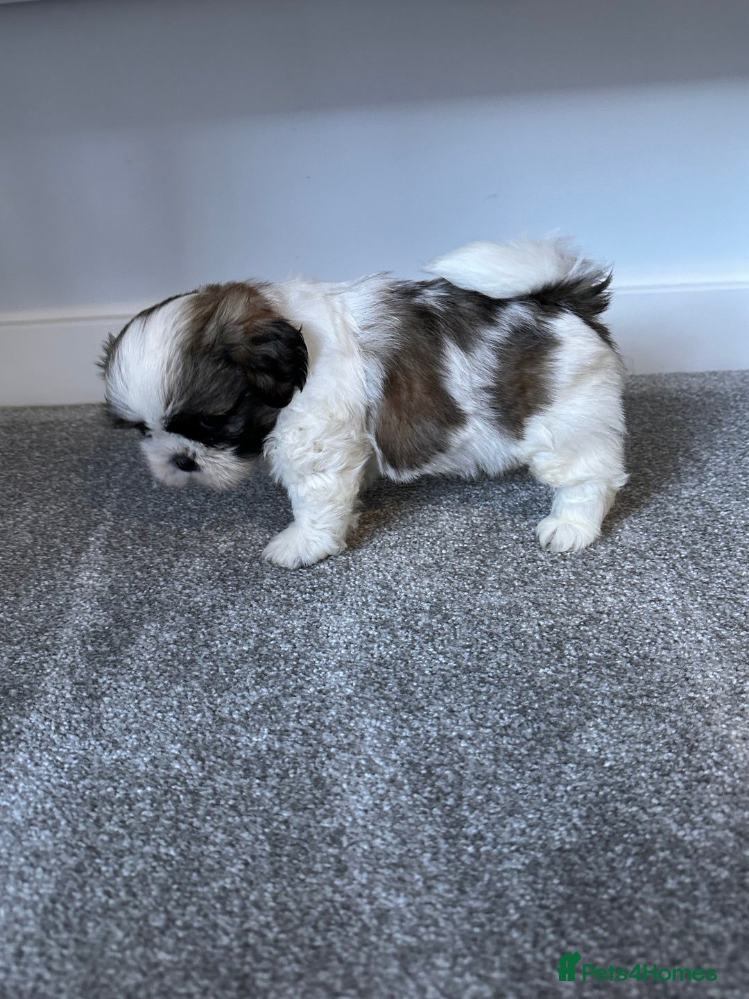 Shih Tzu dogs for sale: 5 gorgeous Shih Tzu puppies - Image 7