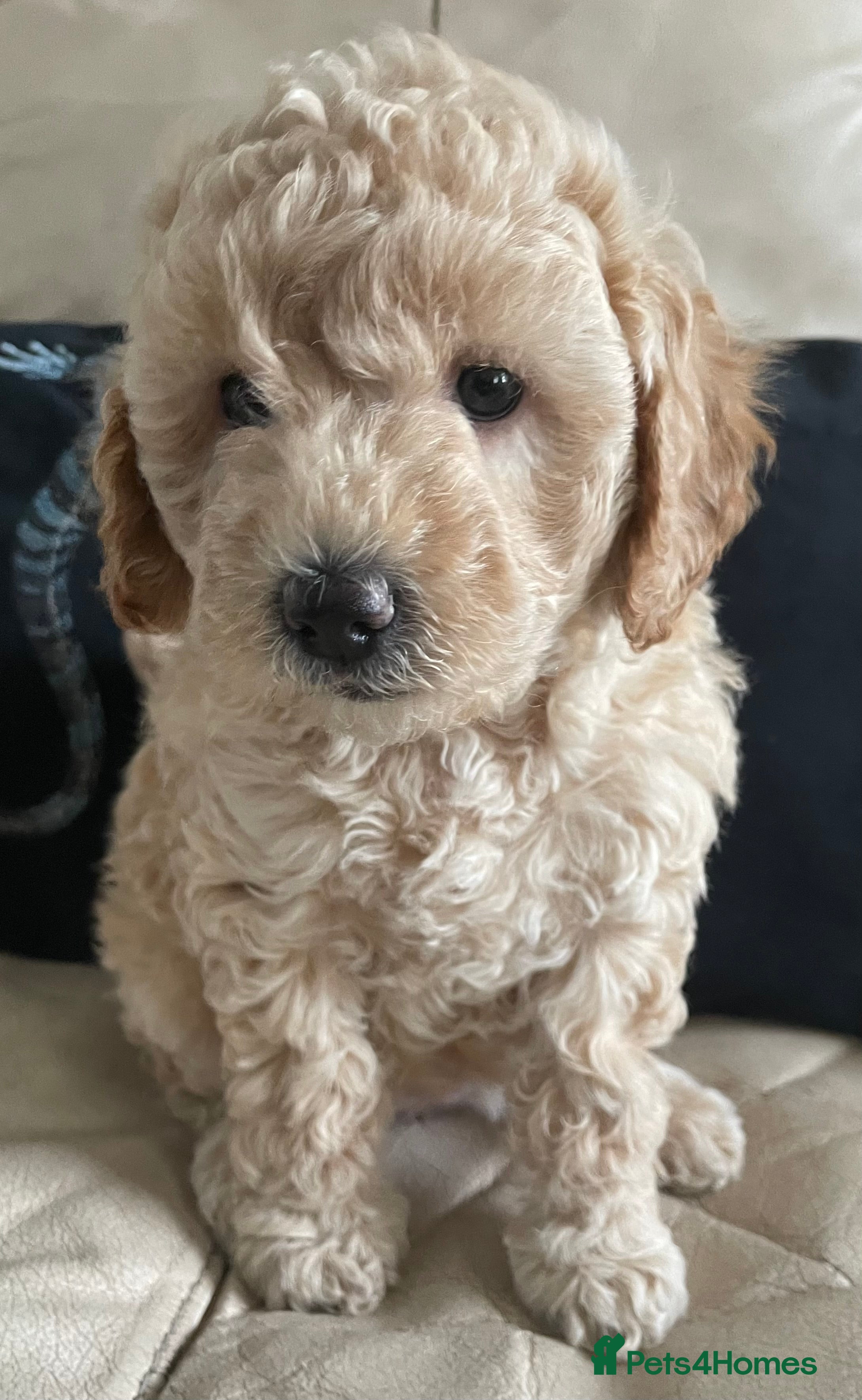 Mini Goldendoodle dogs Beautiful Miniature Goldendoodle F1BB Girl - Advert 2