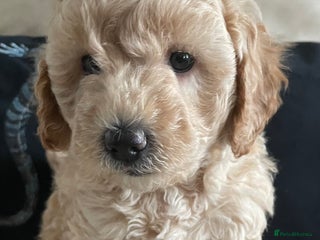 Mini Goldendoodle dogs Beautiful Miniature Goldendoodle F1BB Girl - Advert 18