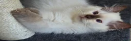 Ragdoll cats for sale: GCCF REGISTERED RAGDOLL KITTENS  - Advert 1