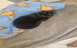Mixed Breed cats for sale: Beautiful and loving female cat for loving home - Image 2