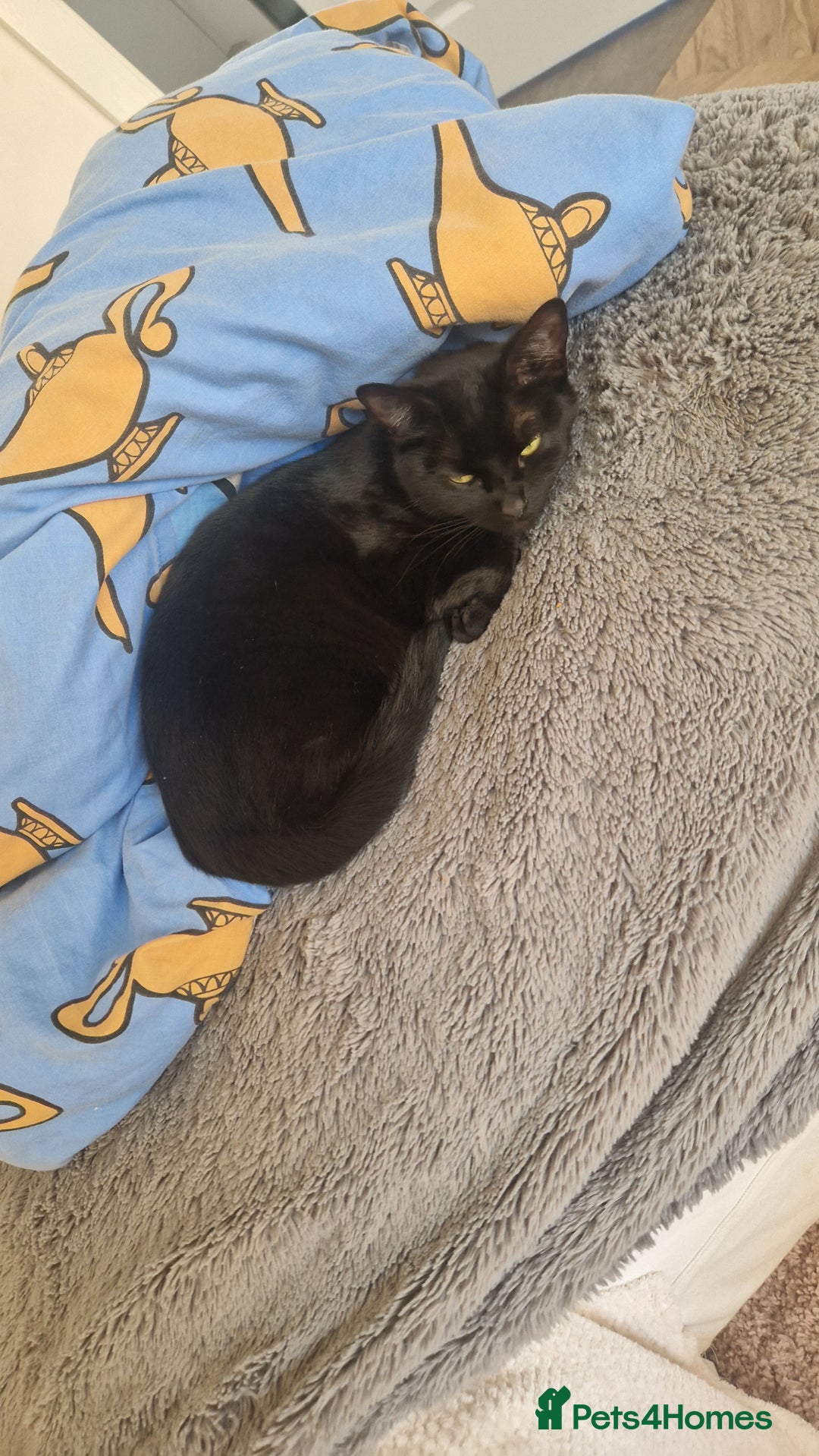 Mixed Breed cats for sale: Beautiful and loving female cat for loving home - Image 2