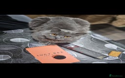 British Shorthair cats for sale: British Shorthair Cat Male Champion Bloodline - Image 3