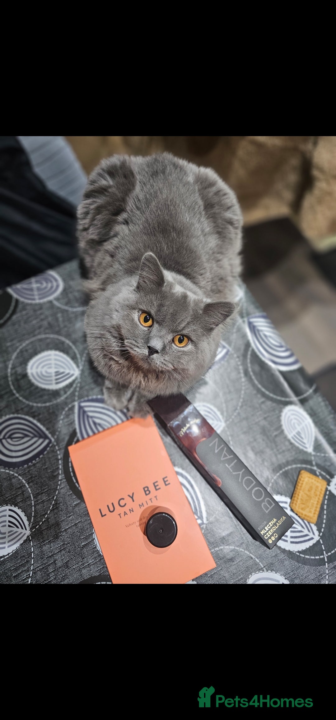 British Shorthair cats for sale: British Shorthair Cat Male Champion Bloodline - Image 3