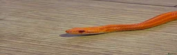 Corn Snake reptiles for sale: Pete- the Fire Stripe Cornsnake  in Nottingham - Advert 5