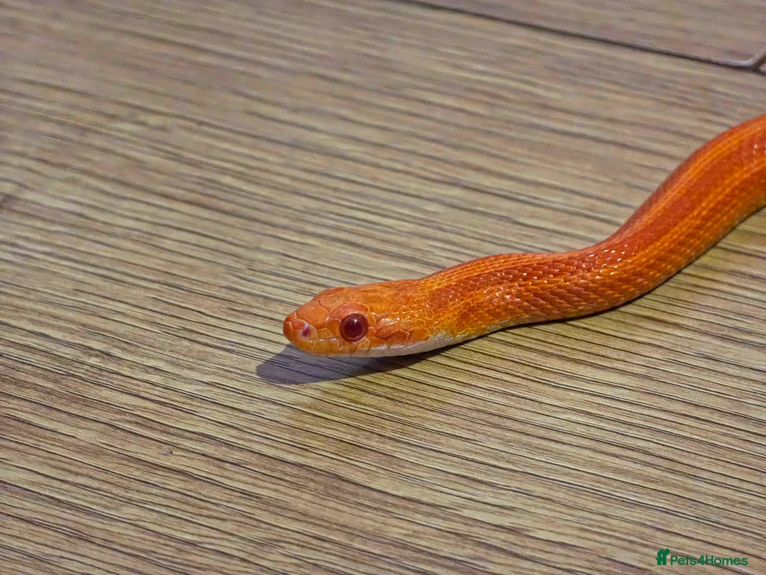 Corn Snake reptiles for sale: Pete- the Fire Stripe Cornsnake  in Nottingham - Advert 5