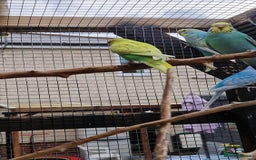Budgerigars birds for sale: 6 baby budgies for sale from £30 to £40 - Image 18