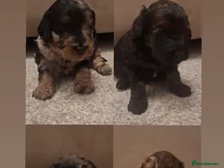 Cockapoo dogs F2b cockapoo pups - Advert 2