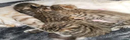 Bengal cats for sale: 💓Beautiful spotted (Rosetted) brown bengals - Advert 21