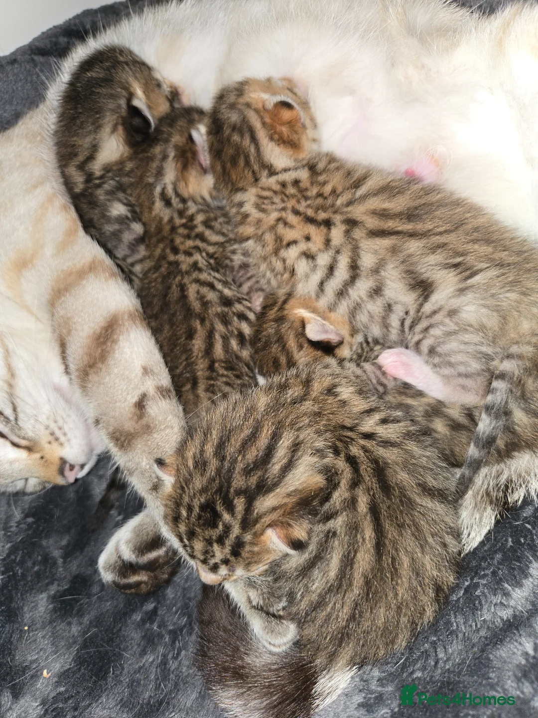 Bengal cats for sale: 💓Beautiful spotted (Rosetted) brown bengals - Advert 21