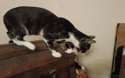 Mixed Breed cats for sale: Black & White Kittens Bengal Mix Véry Interactive  - Image 7