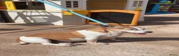 Jack Russell dogs for sale: Jack russell - Advert 5