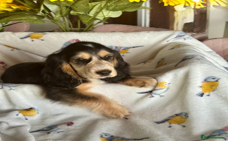 Cocker Spaniel dogs in Market Drayton - Advert 1