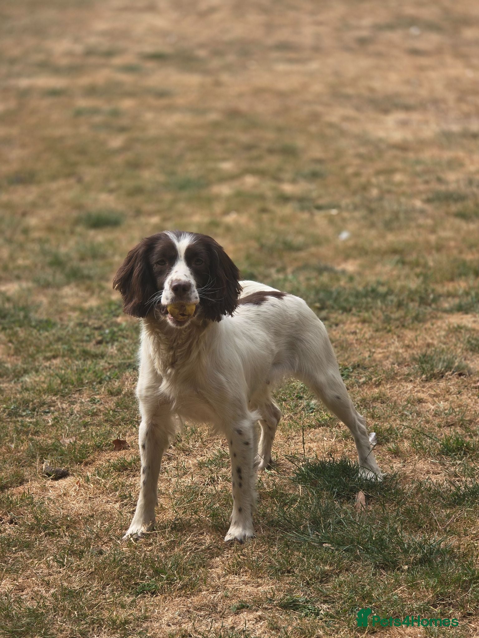 English Springer Spaniel dogs Kennel club registered Springer Spaniel Puppies - Advert 2