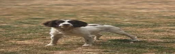 English Springer Spaniel dogs for sale: Kennel club registered Springer Spaniel Puppies - Advert 8