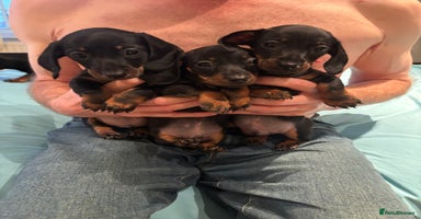 Dachshund dogs - Advert 5