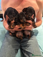 Dachshund dogs - Advert 1