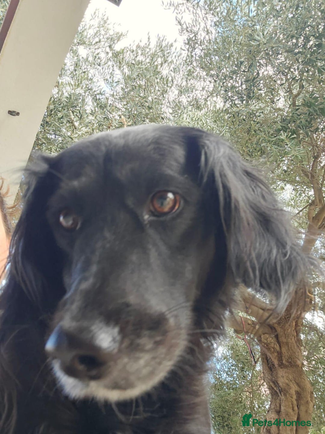 Cocker Spaniel dogs for adoption: Gino ! - Advert 2